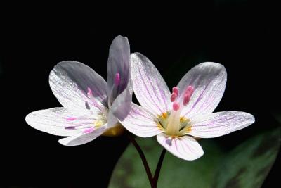 Spring Beauty (Claytonia virginia)