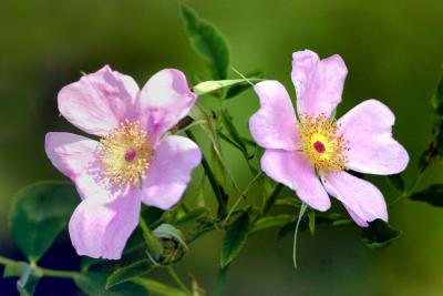 Swamp rose (Rosa palustris)