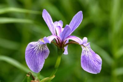 Blue Flag (Iris versicolor)