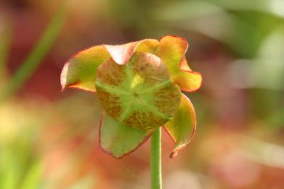 Pitcher Plant (Sarracenia purpurea)