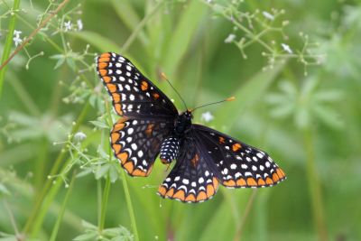 Baltimore Checkerspot