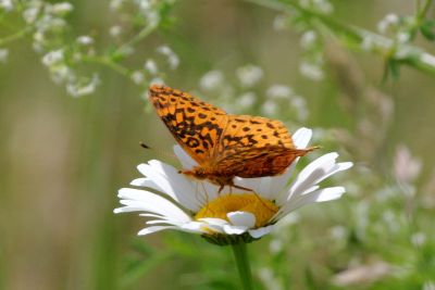 Meadow Fritillary on daisy