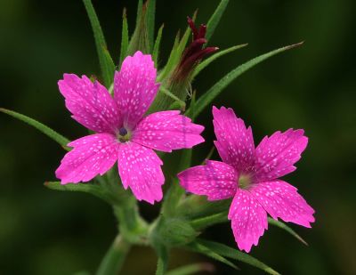 Deptford Pinks (Dianthus armeria)