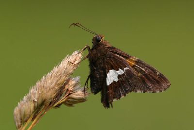 Silver-spotted Skipper