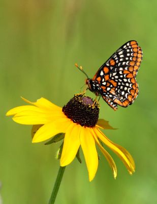 Baltimore Checkerspot and Black-eyed Susan