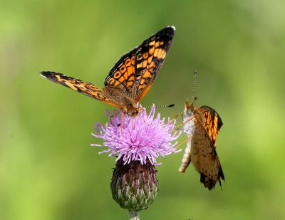 Pearl Crescents on Canadian Thistle