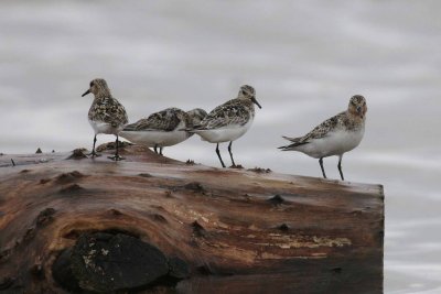 Sanderlings on log
