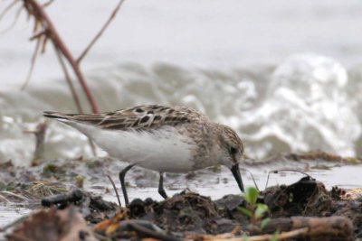 Semipalmated Sandpiper