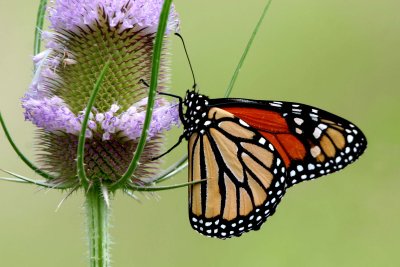 Monarch and Teasel (Dipsacus fullonum)