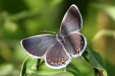 Eastern Tailed-blue