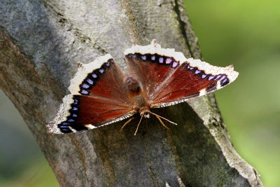 Mourning Cloak