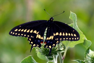 Black swallowtail (male)