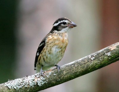 Rose-breasted Grosbeak