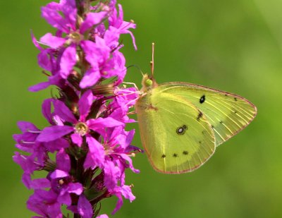 Sulphur on Purple Loosestrife