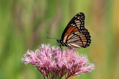 Viceroy on Joe-Pye-Weed