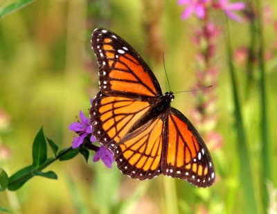 Viceroy