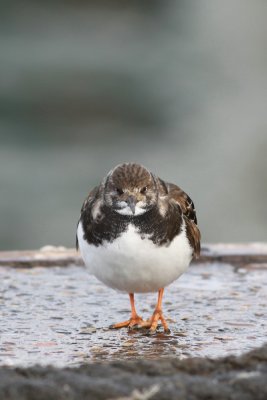 sized_IMG_9924.jpg