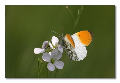 Oranjetipje_01.JPG