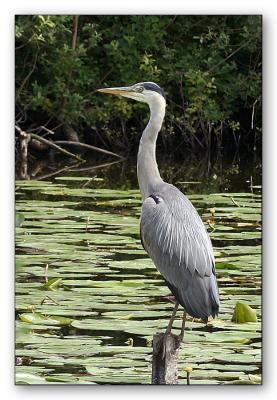 sized02-Reiger_01.JPG