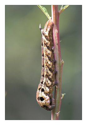 sized-Rups Avondrood_01.JPG