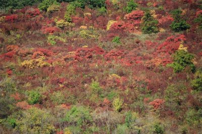 Az sz csods sznei - The wonderful colours of autumn.jpg
