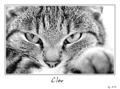 C L E O