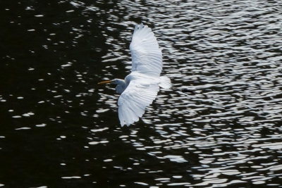 Great Egret, Neponset River DSC00437.jpg