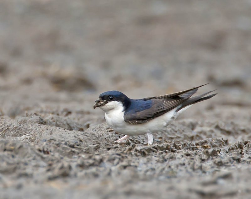 House Martin