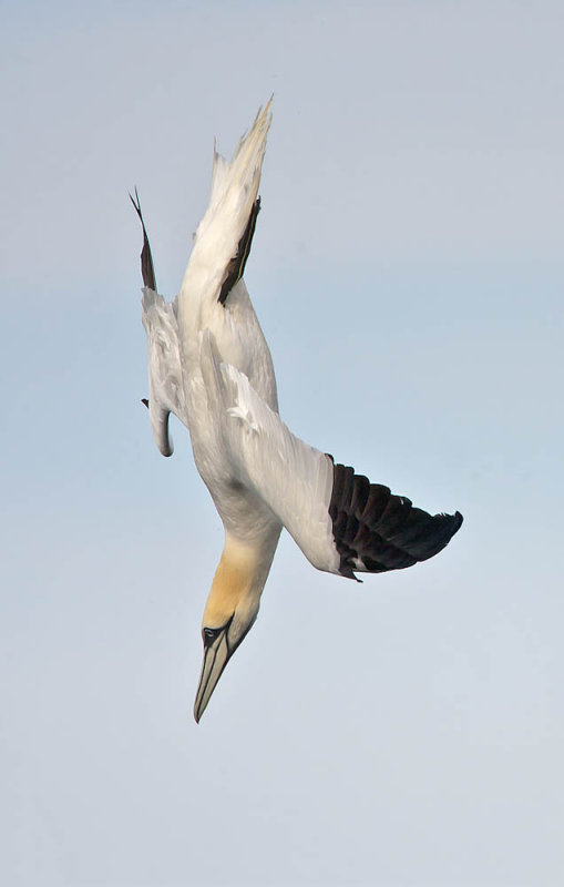 Gannet