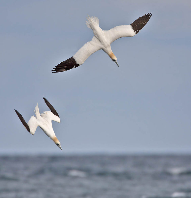 Gannets