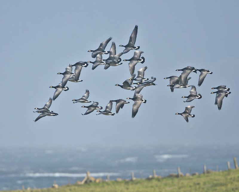 Barnacle Geese migrating over North Ronaldsay