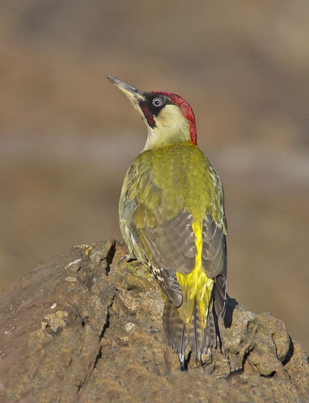 Green Woodpecker