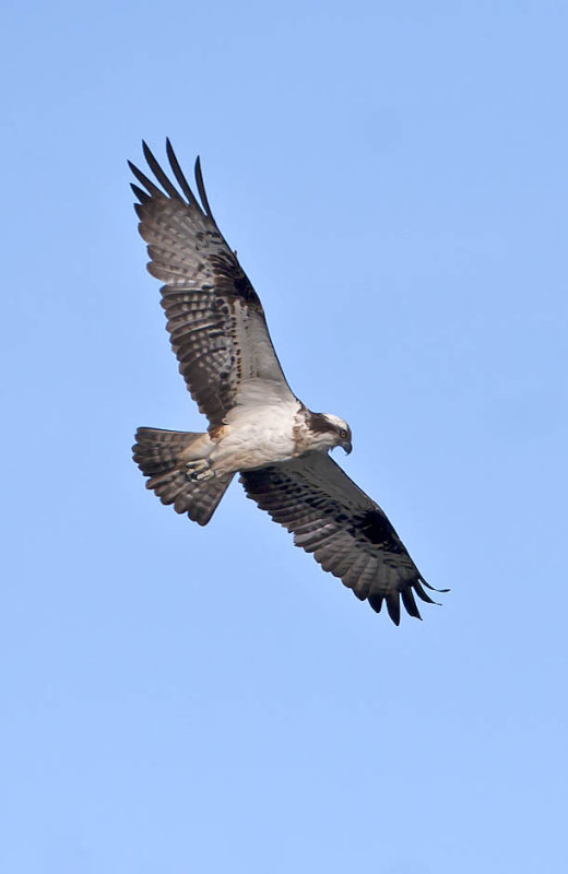 Osprey
