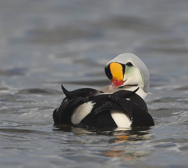 King Eider