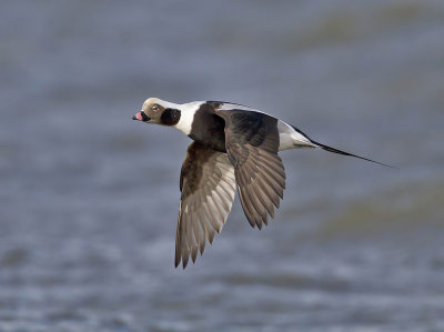 Long-tailed Duck