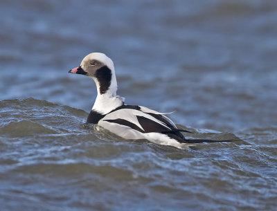 Long-tailed Duck