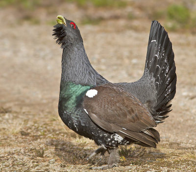 Capercaillie