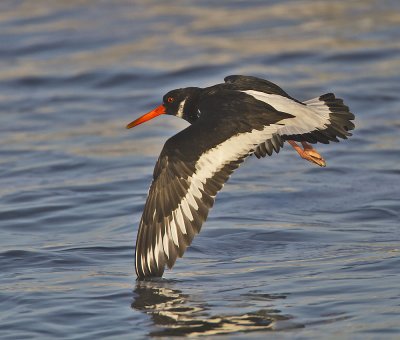 Oystercatcher