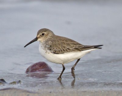 Dunlin