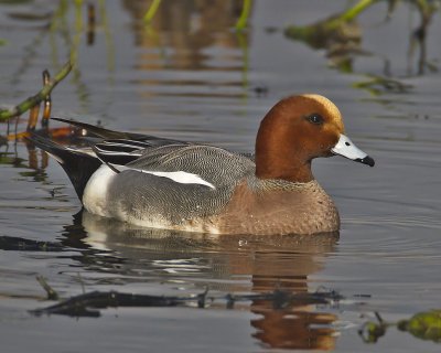 Wigeon