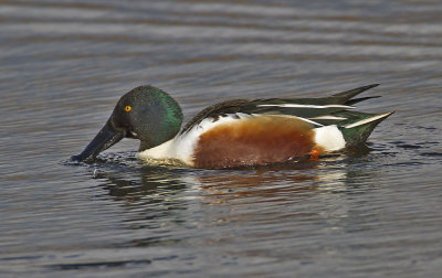 Shoveler