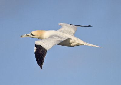 Gannet