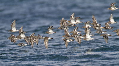 Purple Sandpiper