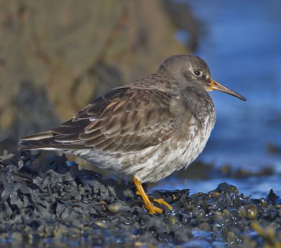 Purple Sandpiper