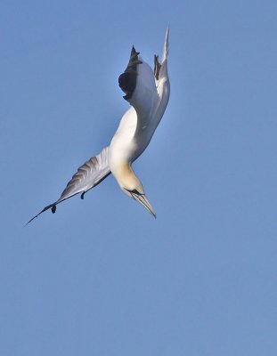Gannet