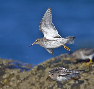 Purple Sandpipers