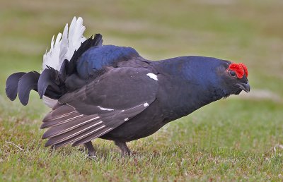 Black Grouse