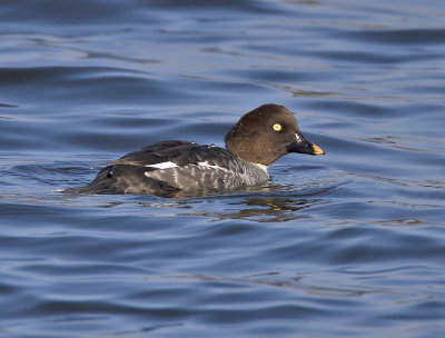 Goldeneye adult female