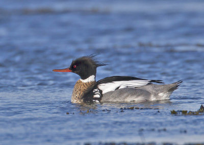 Red-breasted Merganser