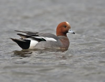 Wigeon